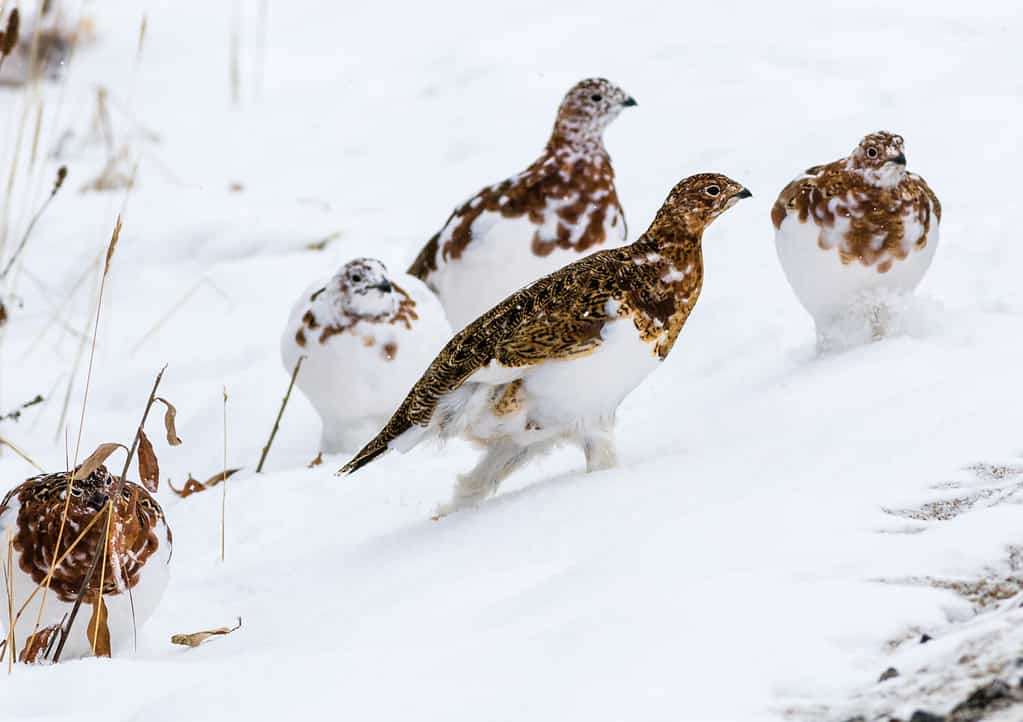 Alaska's state bird, the willow ptarmigan, in Denali National Park at the beginning of winter in the middle of molting from summer to winter plumage