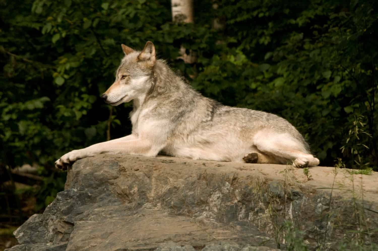 great plains wolf lounging on a large flat rock in the sunshine