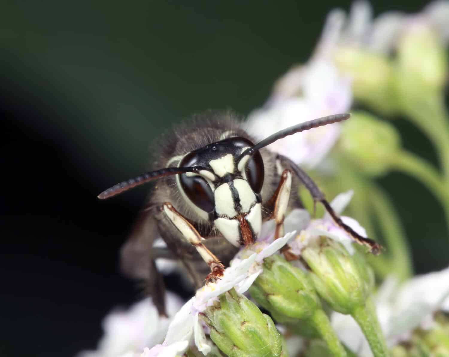 Bald-faced or White-faced Hornet eating