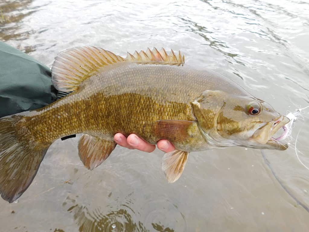 Smallmouth Bass