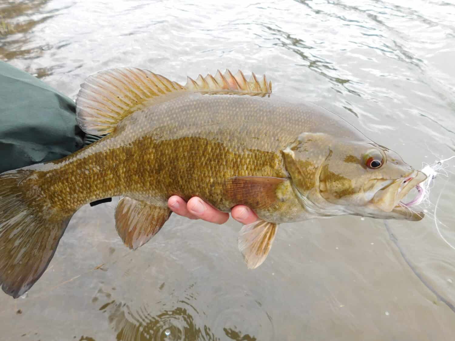 Smallmouth Bass