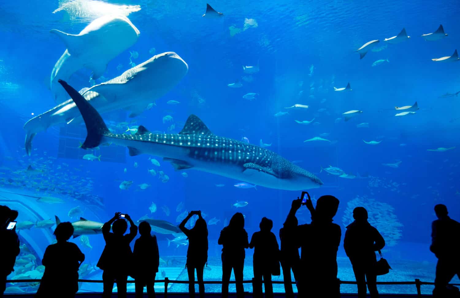 People observing fish at the aquarium