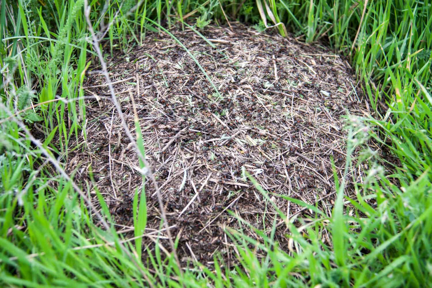 Field ant nest