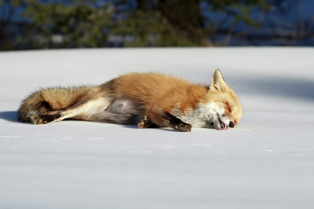 A pregnant red fox laying down and licking the snow