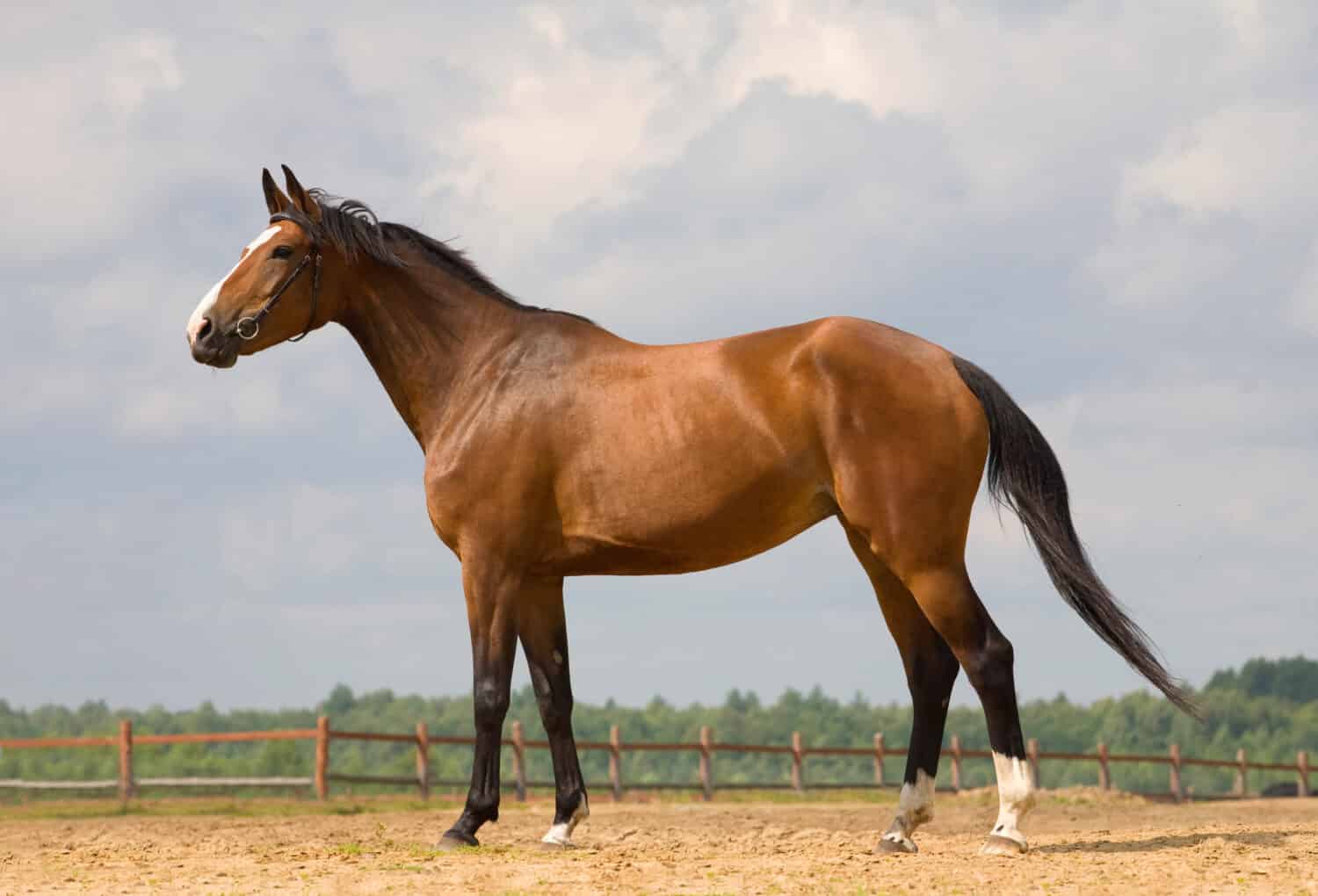 Stud of bay Westphalian horse in meadow at summer