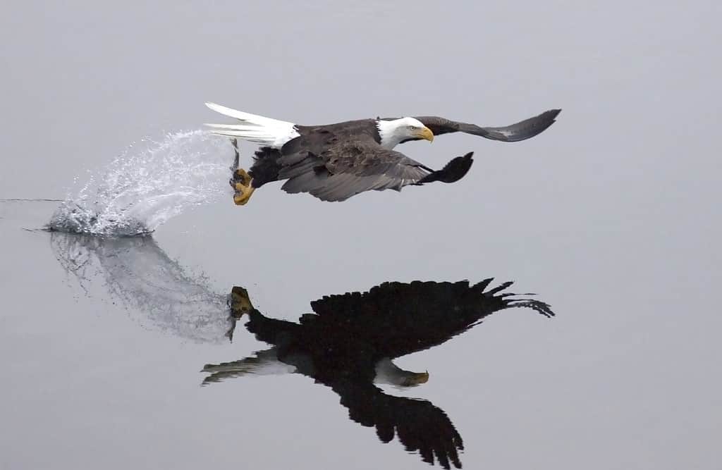 After the swoop, an eagle catches a fish and takes off leaving a trail of splashing water.