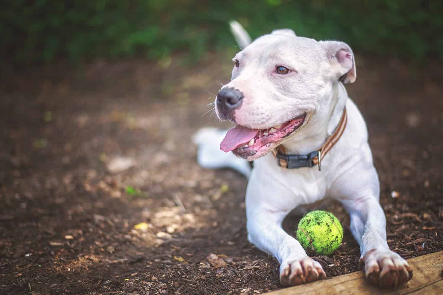 White Pit Bull with Ball in Shelter