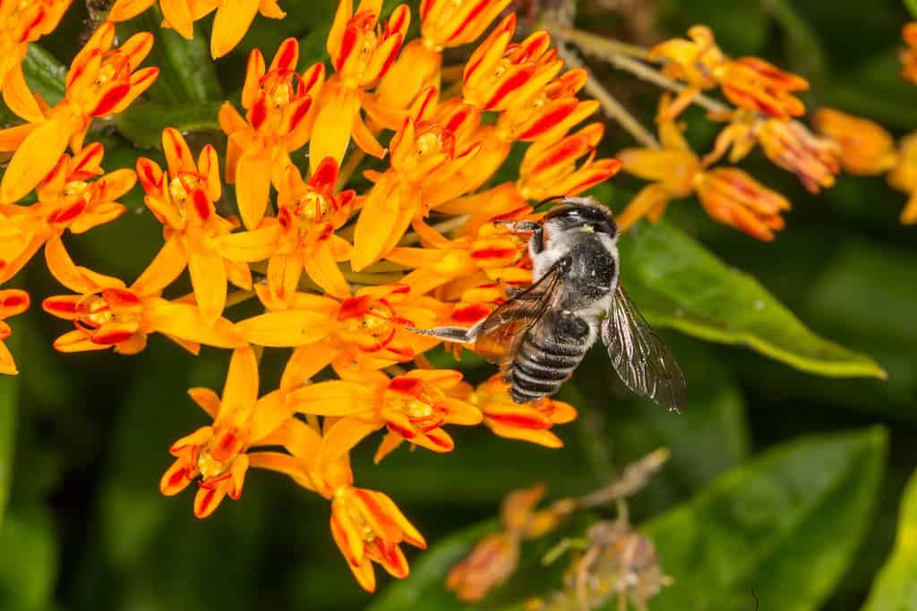 Texas Leaf-cutter Bee (Megachile texana) on Butterfly Weed (Asclepias tuberosa)