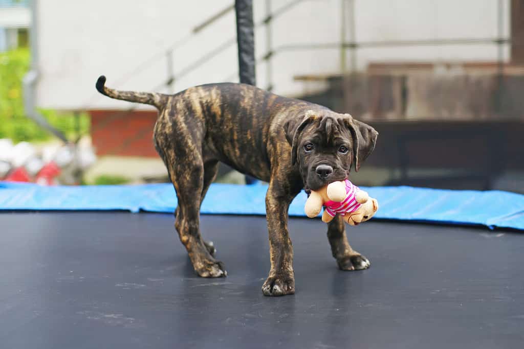 Brindle Cane Corso puppy staying outdoors on a trampoline and holding a soft bear toy