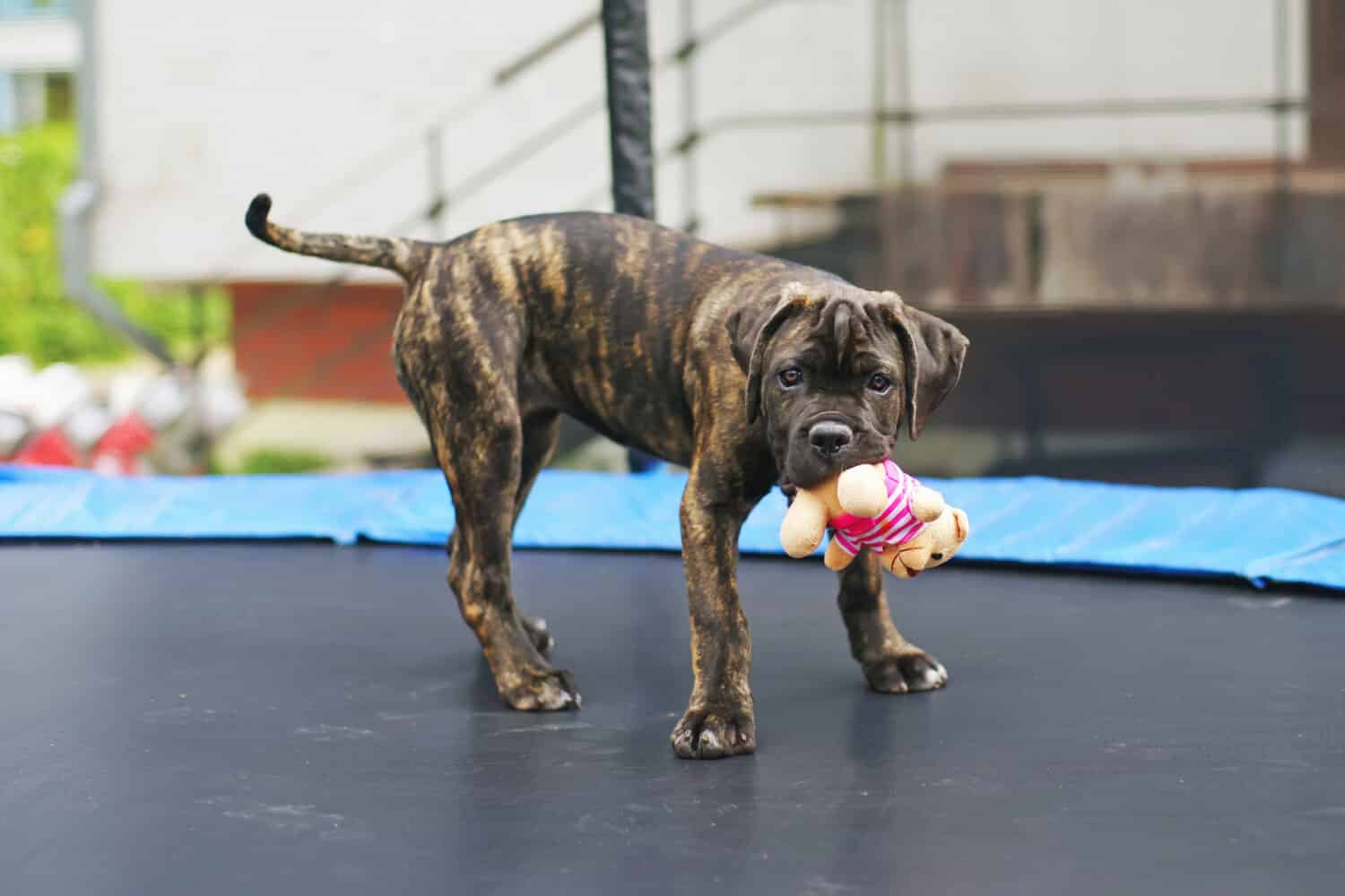 Brindle Cane Corso puppy staying outdoors on a trampoline and holding a soft bear toy