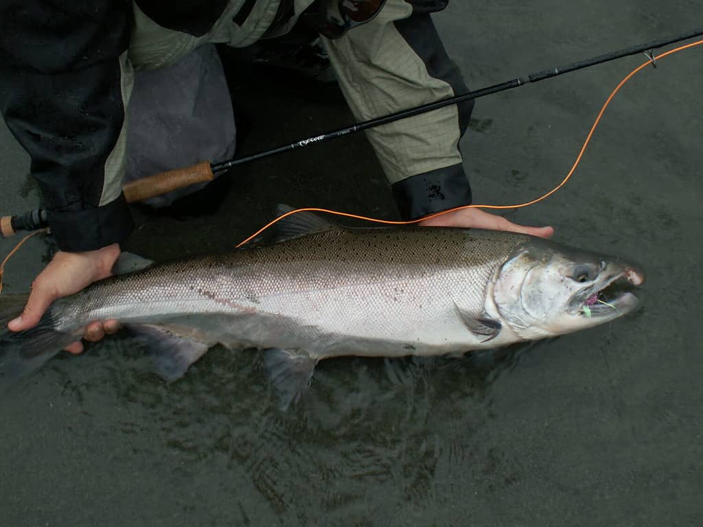 An Alaskan King Salmon