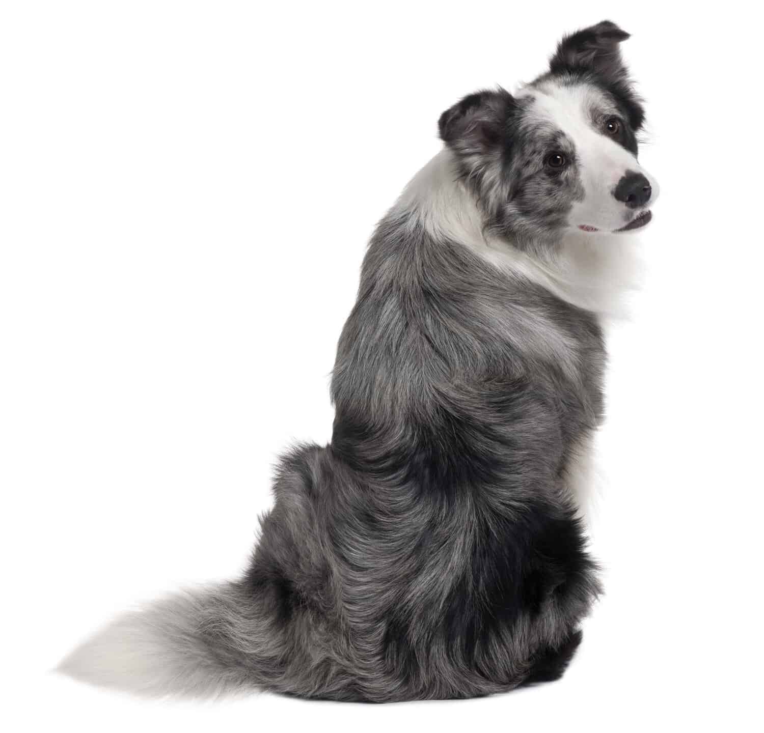 Border Collie, 1 years old, sitting in front of white background
