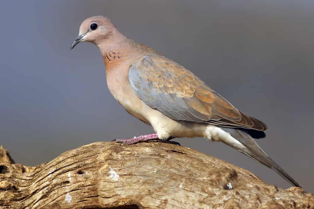 The laughing dove (Spilopelia senegalensis) sitting on a dry branch with blue background