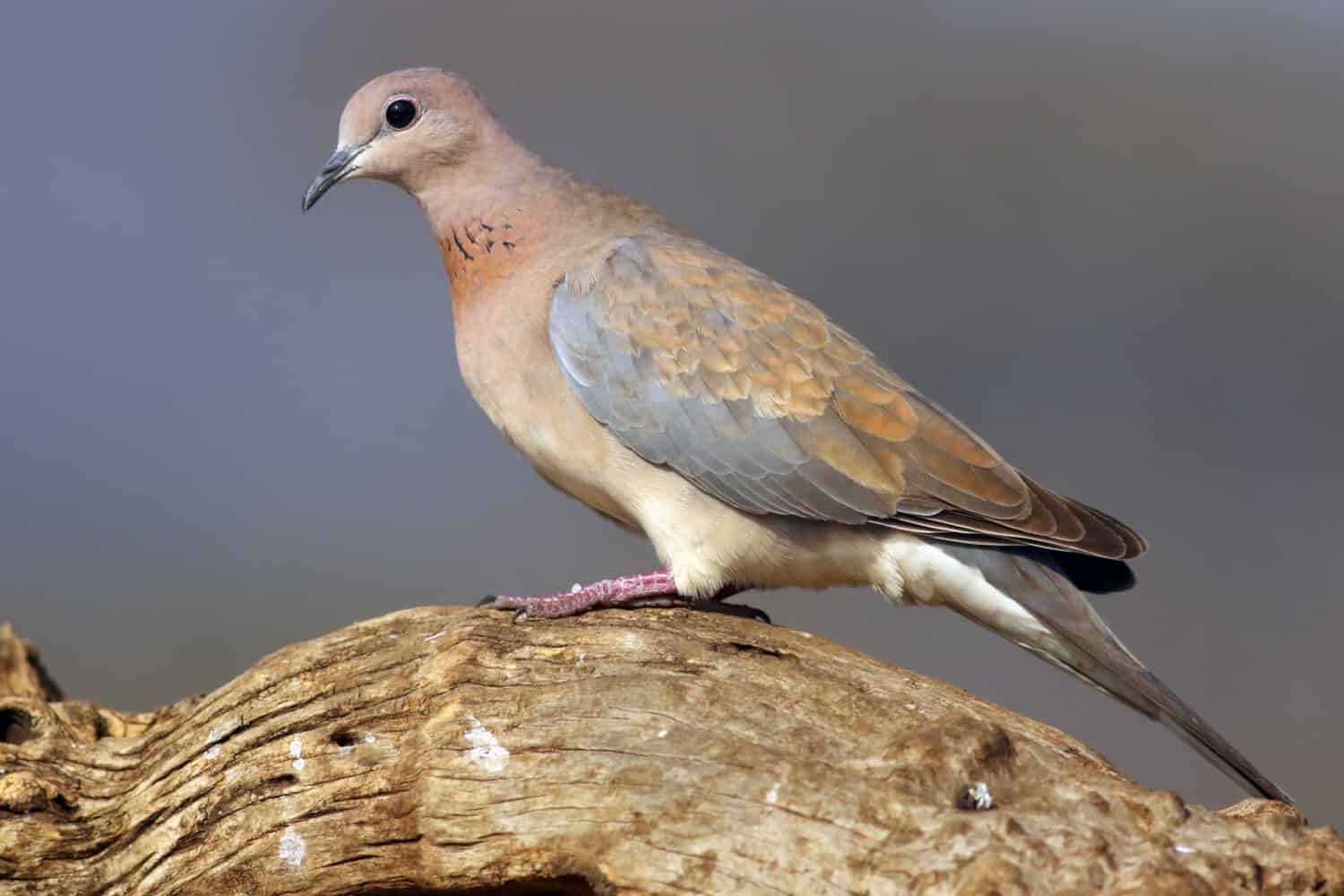 Dove Hunting in Alabama Season Timing, Bag Limits, and Best Spots A