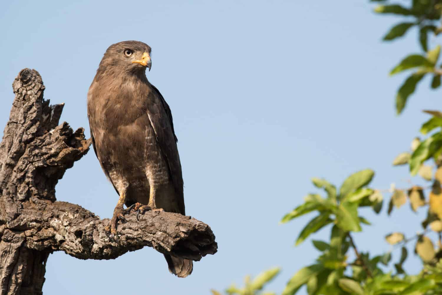 Western banded snake eagle (Circaetus cinerascens) perched on a dead tree limb