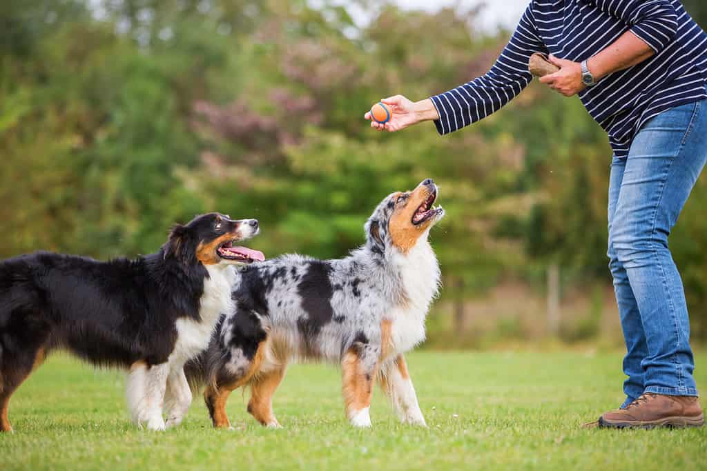 woman trains with two Australian Shepherd dogs on a dog training field