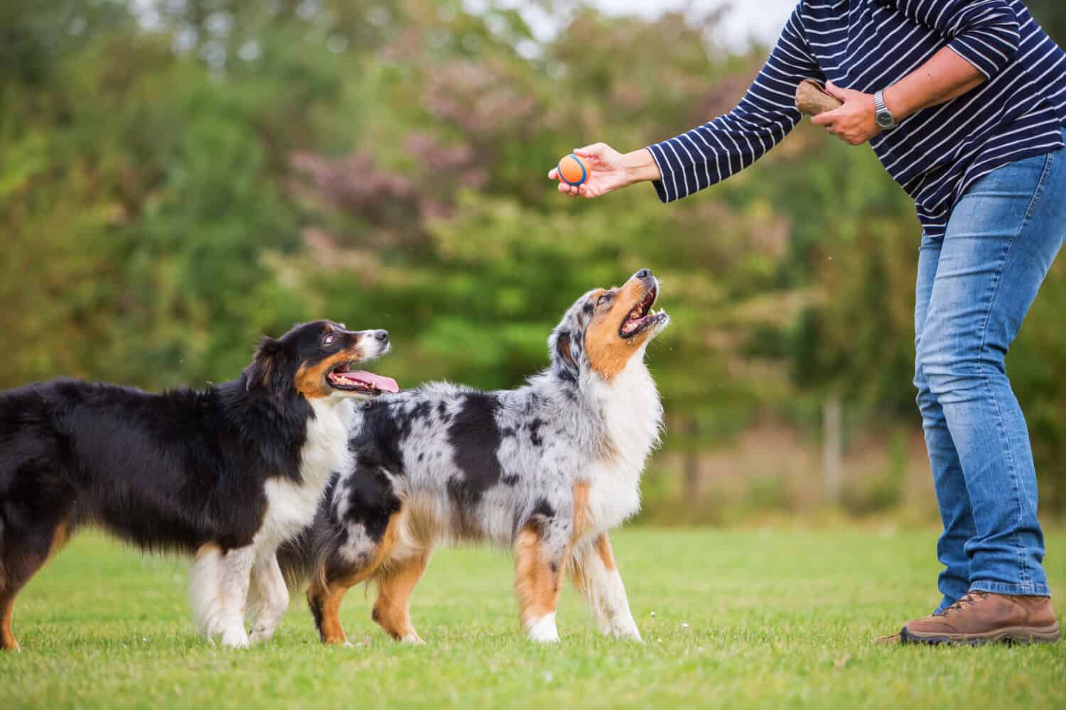 How to Train an Australian Shepherd Puppy: Timeline & Milestones