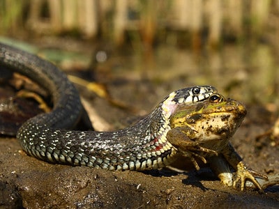 A Types of Snakes: Every Species You Need to Know