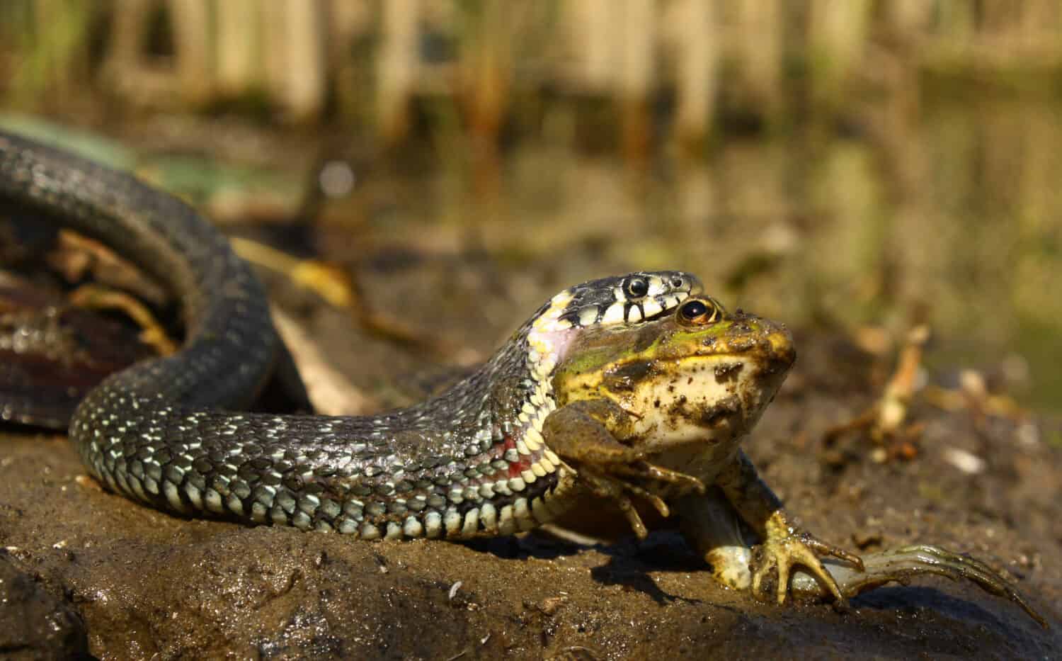 Snake eat frog 