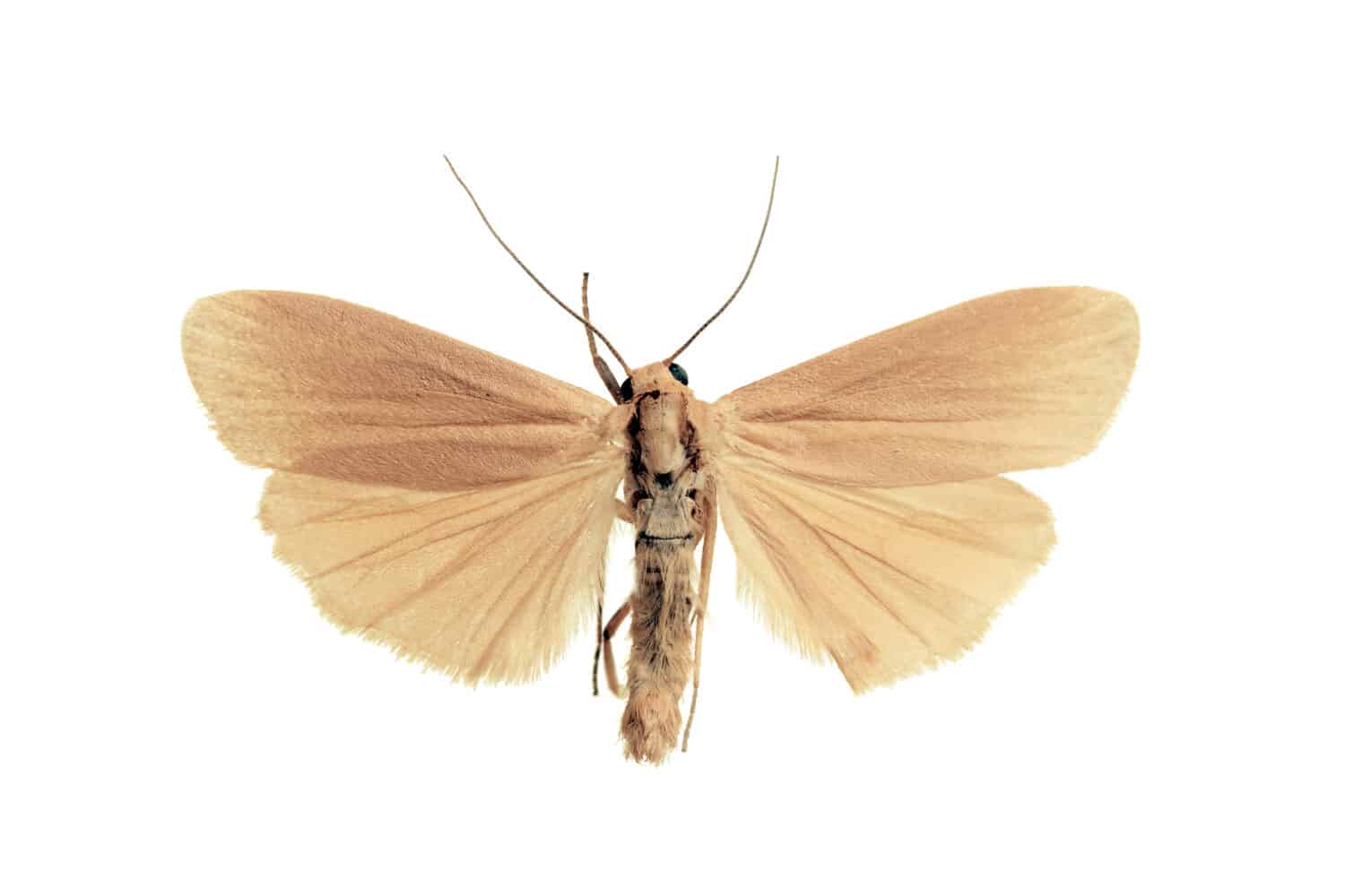Little White Lichen Moth, Eilema plana, Australian Noctuidae, female, isolated on white, wingspan 26mm