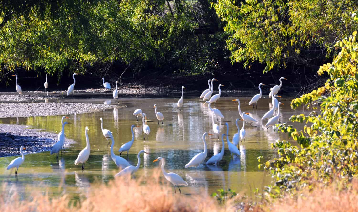 Large group of white herons wade in a shallow creek in the Delta area of Arkansas.