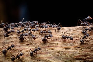 Discover the 7 Types of Ants Set to Emerge in Washington State This Summer Picture