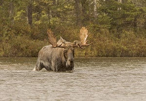 Discover the Reasons Why Moose Shed Their Antlers Picture