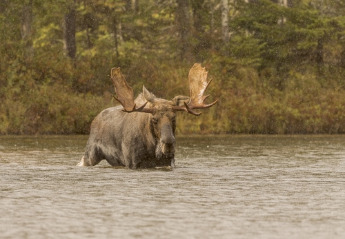 Rain Date - A bull moose wades through the water in search of a cow moose during the fall mating season in the rain. Baxter State Park, Millinocket, Maine.