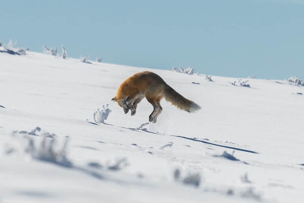 Red fox pouncing on prey in Yellowstone National Park, Wyoming
