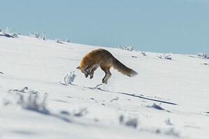 Hungry Fox Face Plants in the Snow but Bags a Hidden Meal Picture