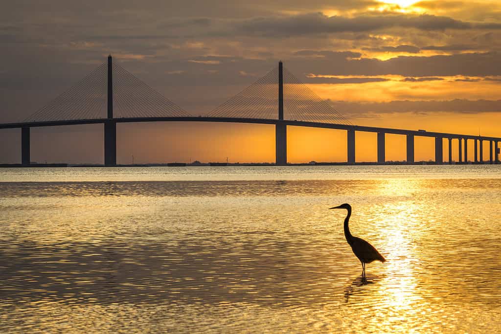 Great Blue Heron silhouetted at sunrise with the Sunshine Skyway Bridge in the background - Fort De Soto Park, St. Petersburg, Florida
