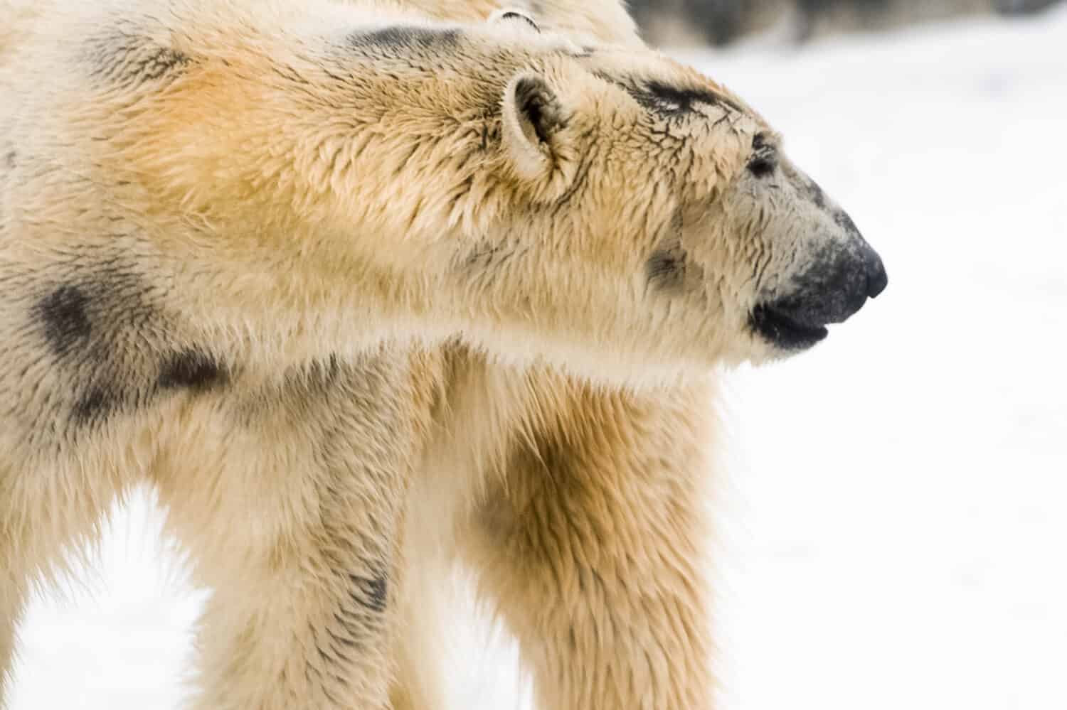 Close Up Portrait of a Young Polar Bear lives in the Arctic