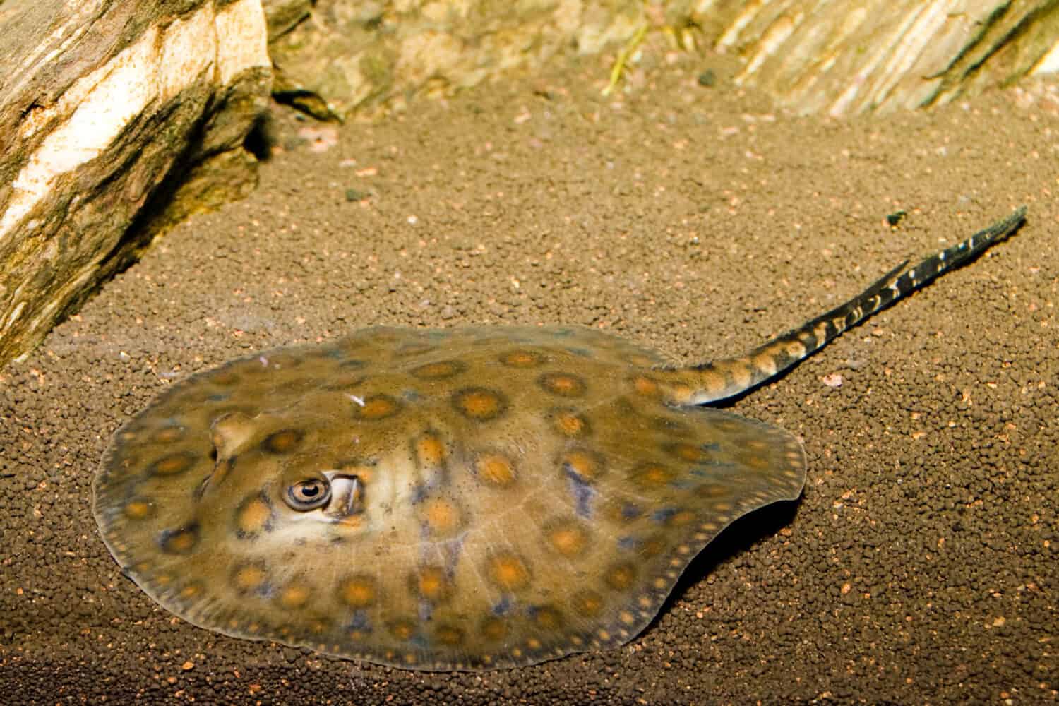 California Spotted Stingray (Urolophus halleri) in Aquarium