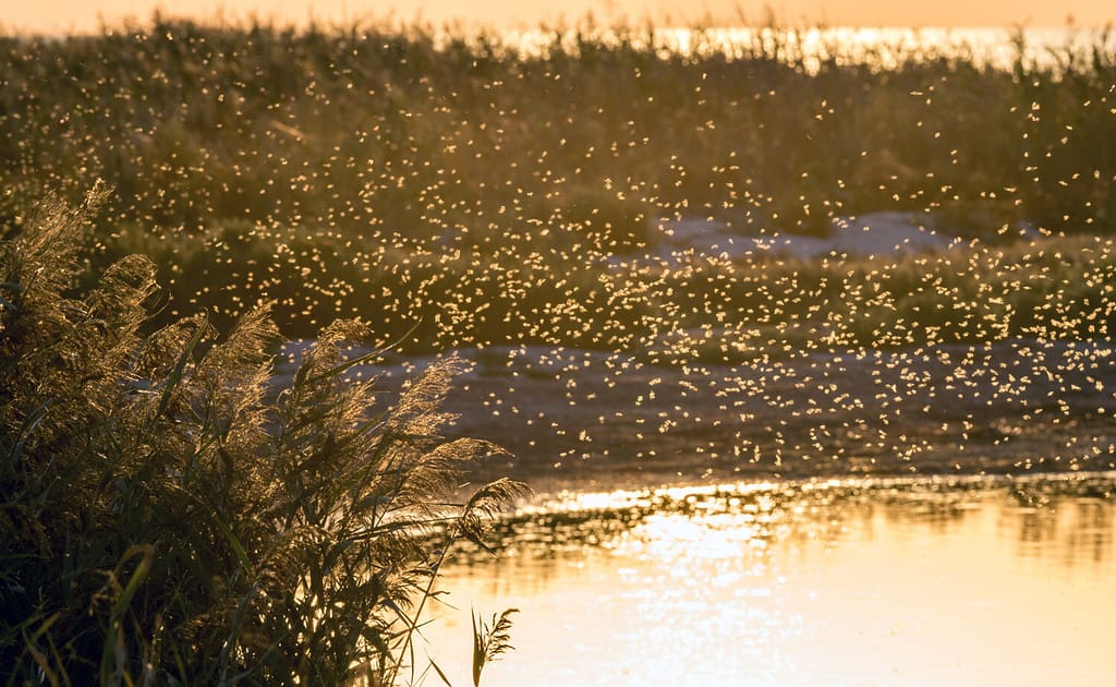 A swarm of Alaskan mosquitoes near the reeds on the pond in the background light of the setting sun.