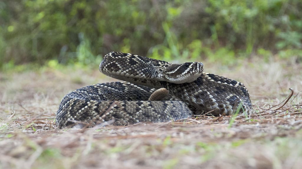 Eastern Dimondback Rattlesnake Full View