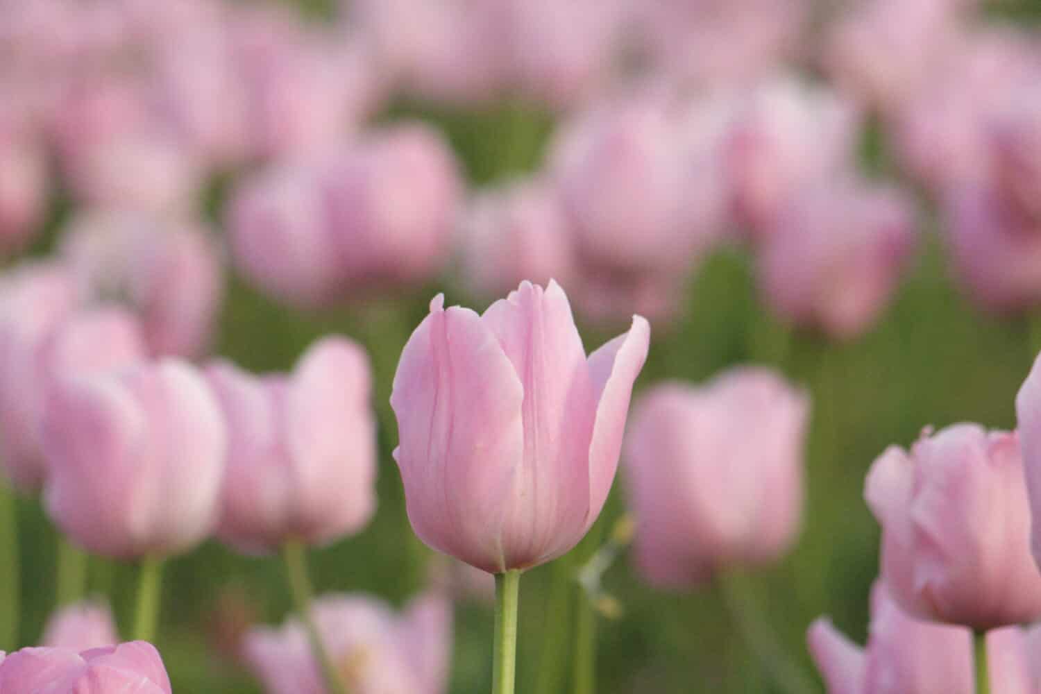 In April 23, 2009 Osaka, Japan / Flower name, Pink diamond / Tulip, Single Late Group