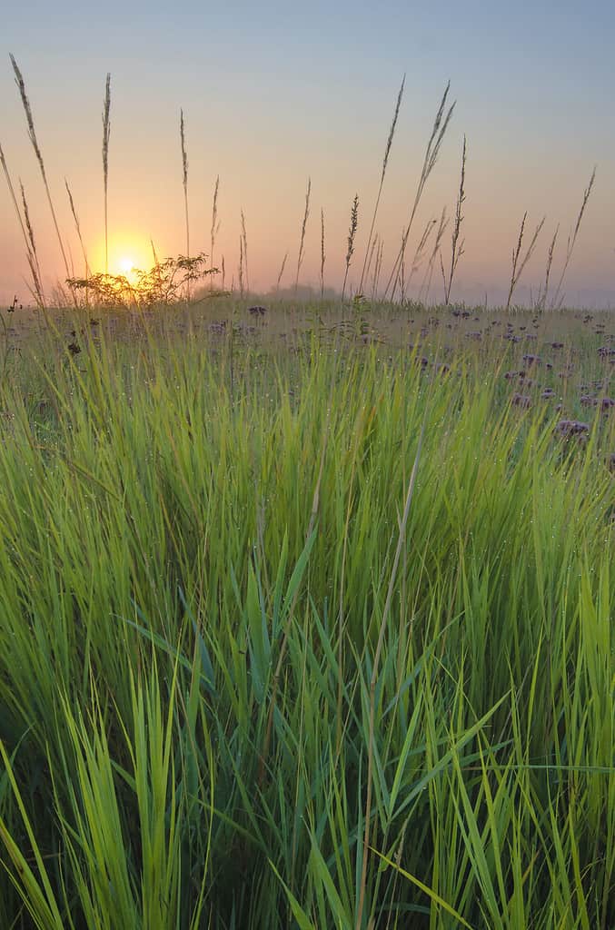 The sunrises over the prairie where Big Bluestem Grass grows in profusion at Springbrook Prairie Forest Preserve in DuPage County, Illinois