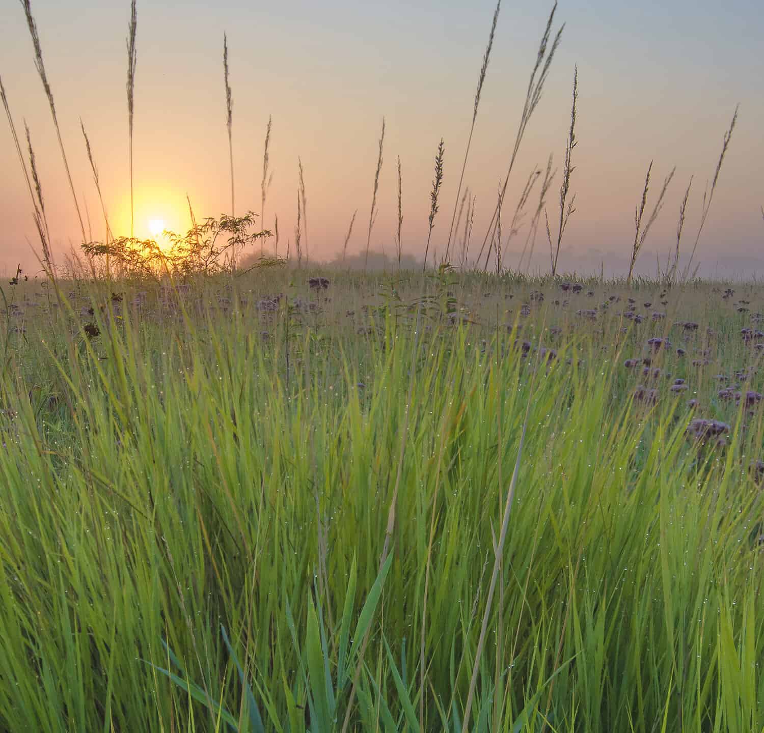 The sunrises over the prairie where Big Bluestem Grass grows in profusion at Springbrook Prairie Forest Preserve in DuPage County, Illinois