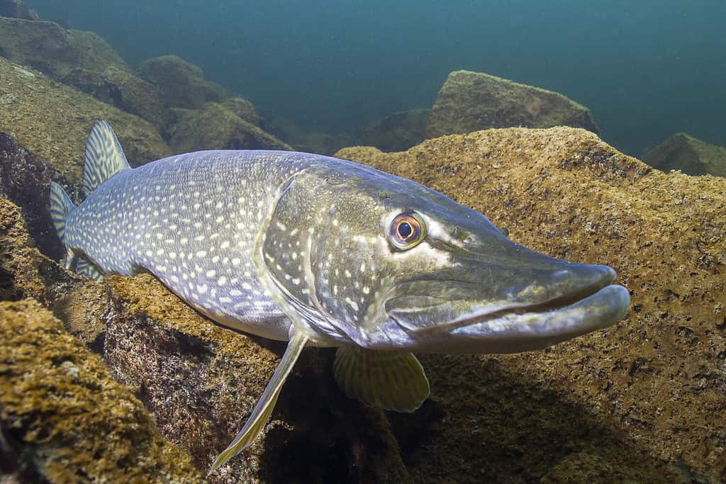 A close up photo of a northern pike fish  underwater. 