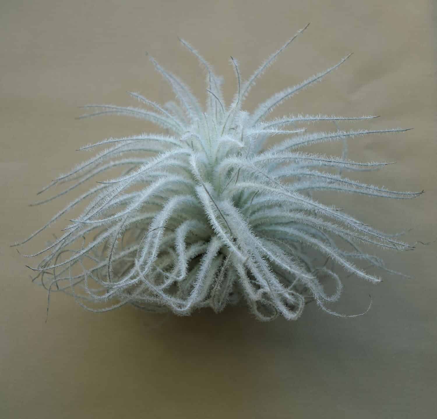 Tillandsia tectorum air plant view from side