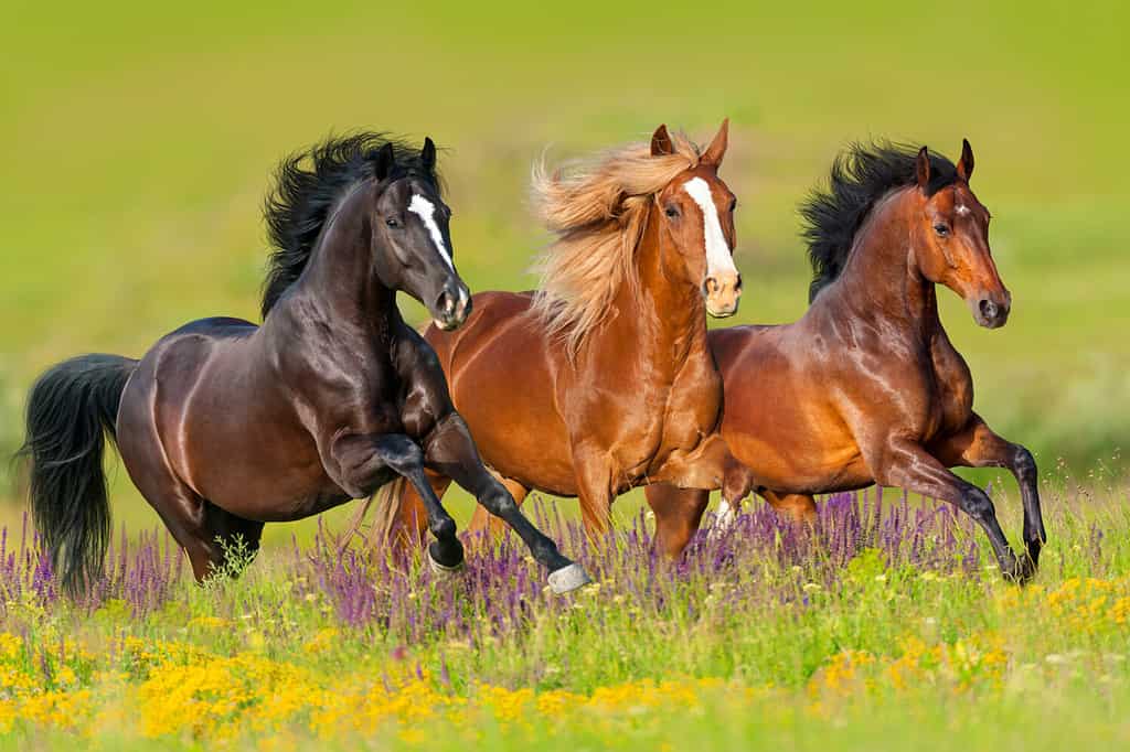 Horses run gallop in flower meadow.