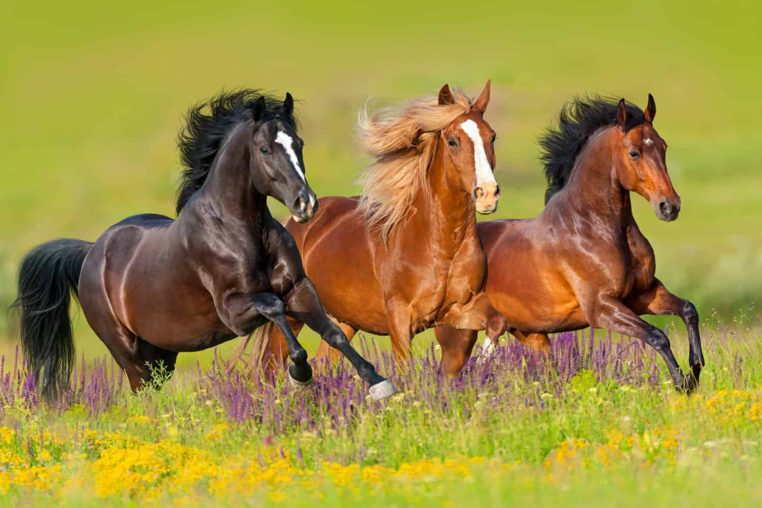 Horses run gallop in flower meadow 