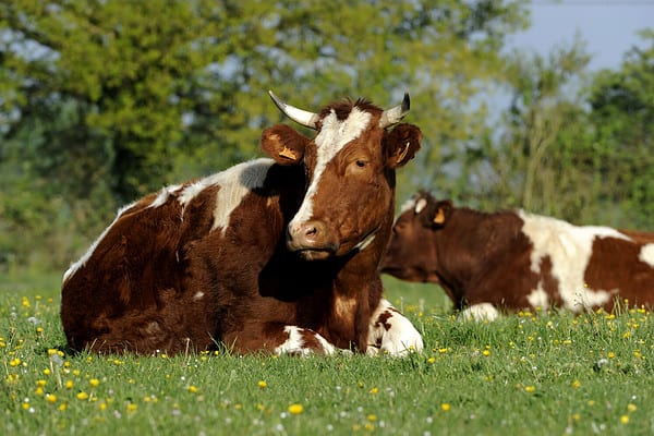 The Top 16 Most Expensive Types Of Cows In 2024 - A-z Animals