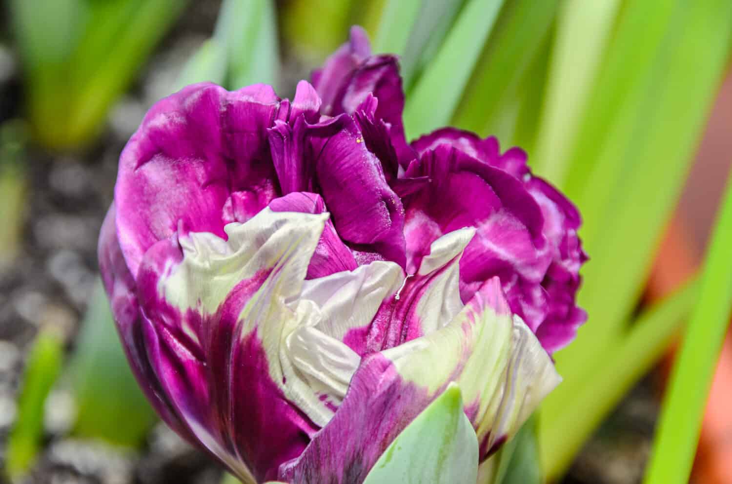 Blue wow tulip with green leafs, violet and white flower, close up.