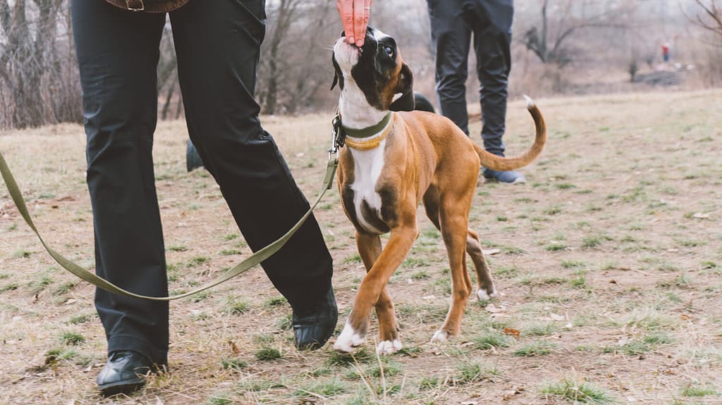 training dog breed boxer. Dog training in the city. Close-up