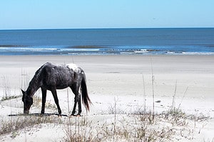 Discover the Animals, Birds, and Plants of Cumberland Island, Georgia. Picture