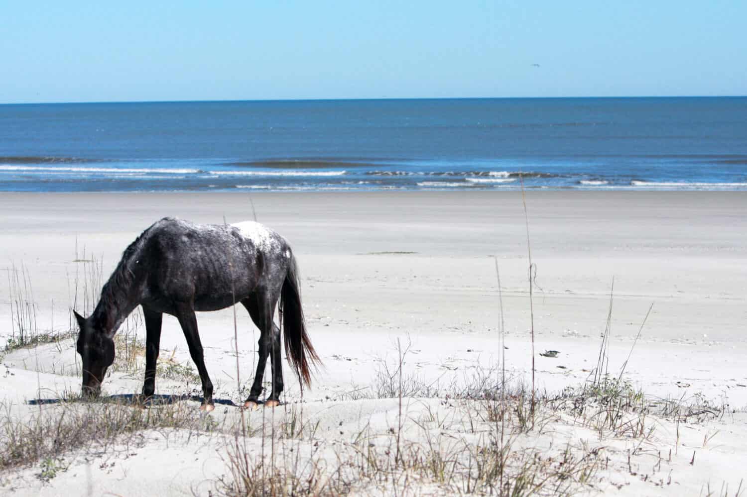 Wild Horse Grazing on the Beach in Cumberland Island, GA. 
