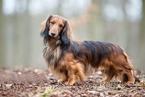 Healthy purebred dog photographed outdoors in the nature on a sunny day.