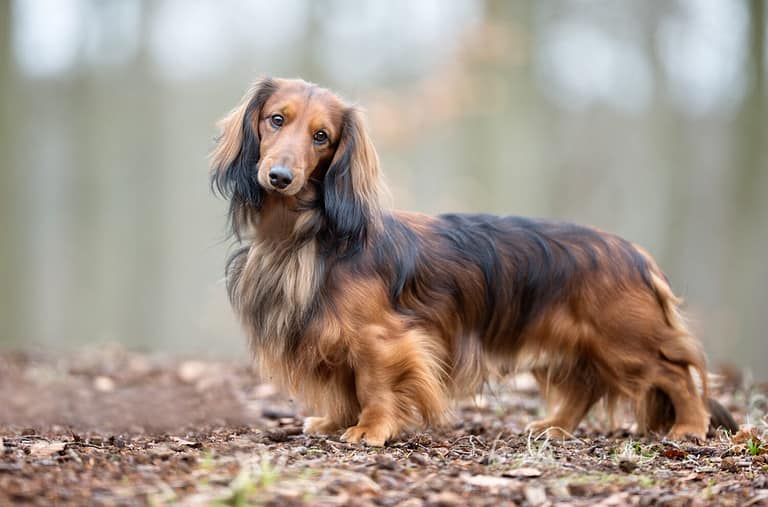 Dachshund