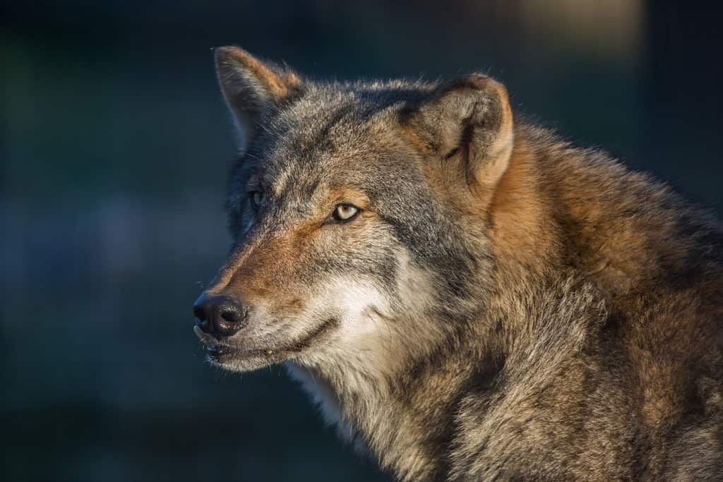 Mysterious Gray Wolf (Canis lupus)